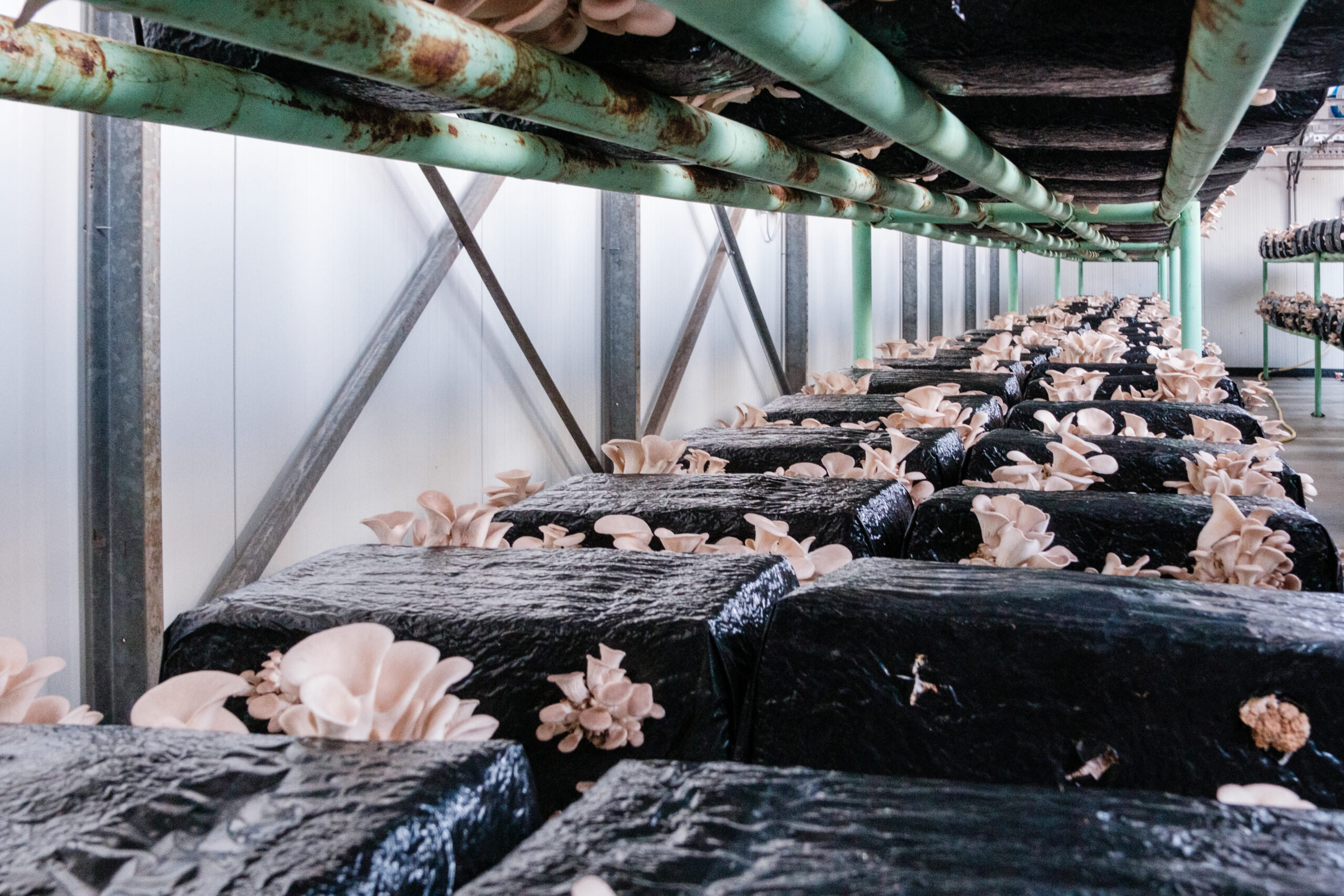 Interactieve rondleiding oesterzwamkwekerij